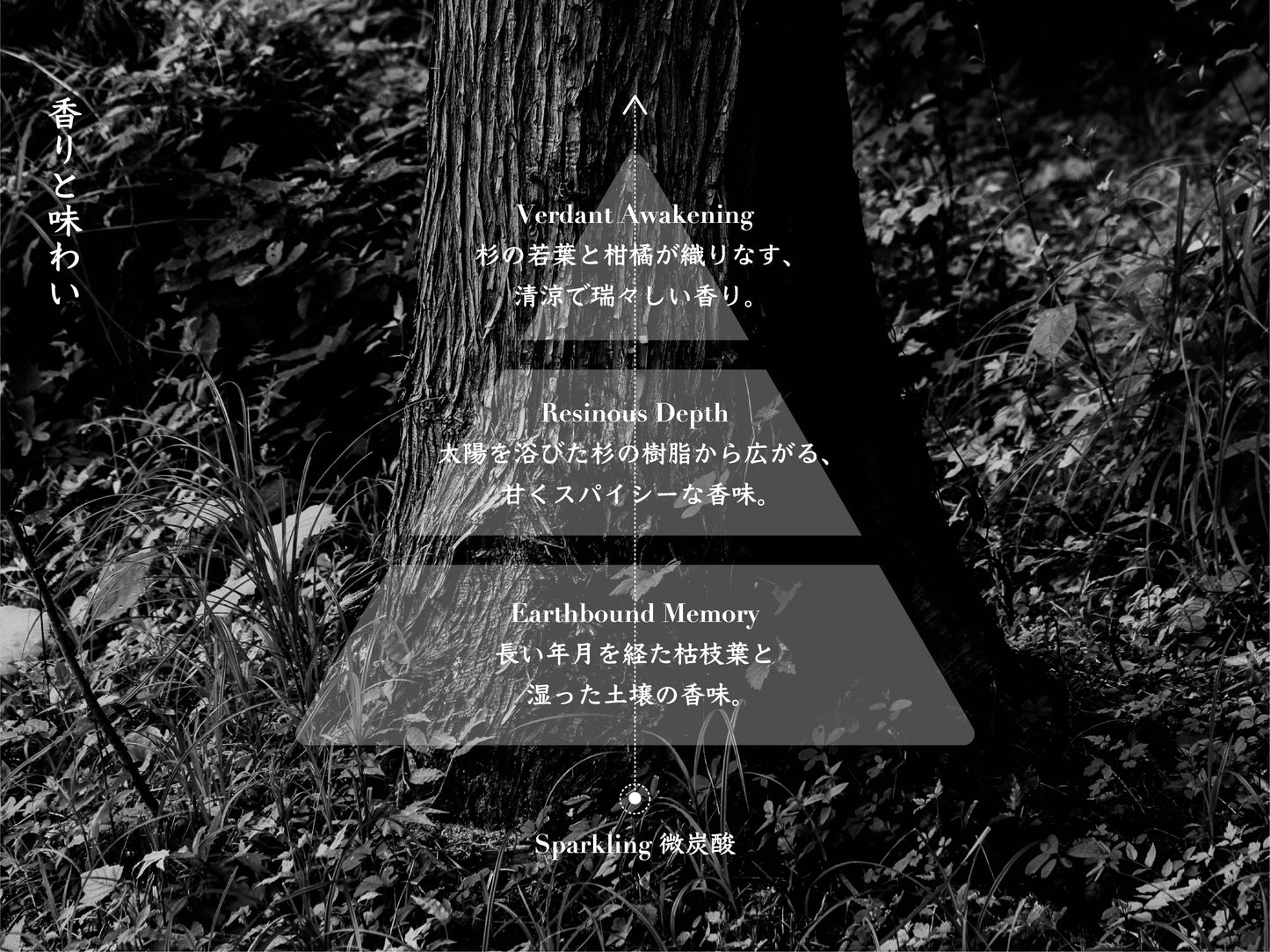 non-alcohol sparkling《杉翳》