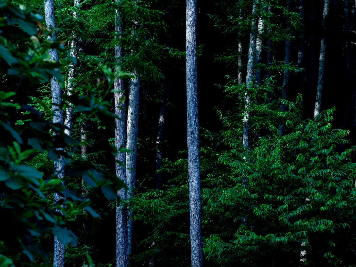 non-alcohol sparkling《杉翳》