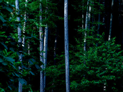 non-alcohol sparkling《杉翳》