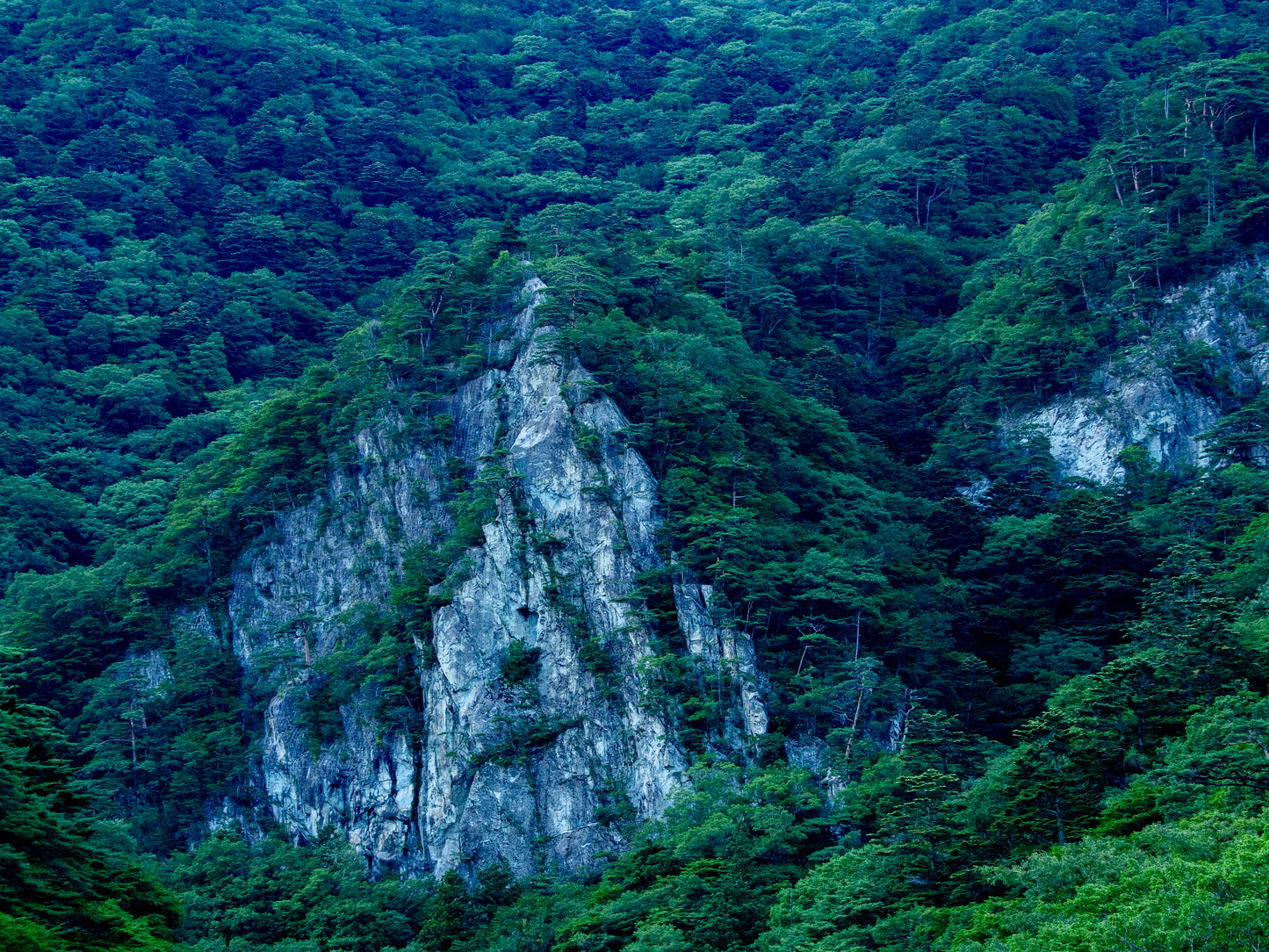 non-alcohol sparkling《杉翳》