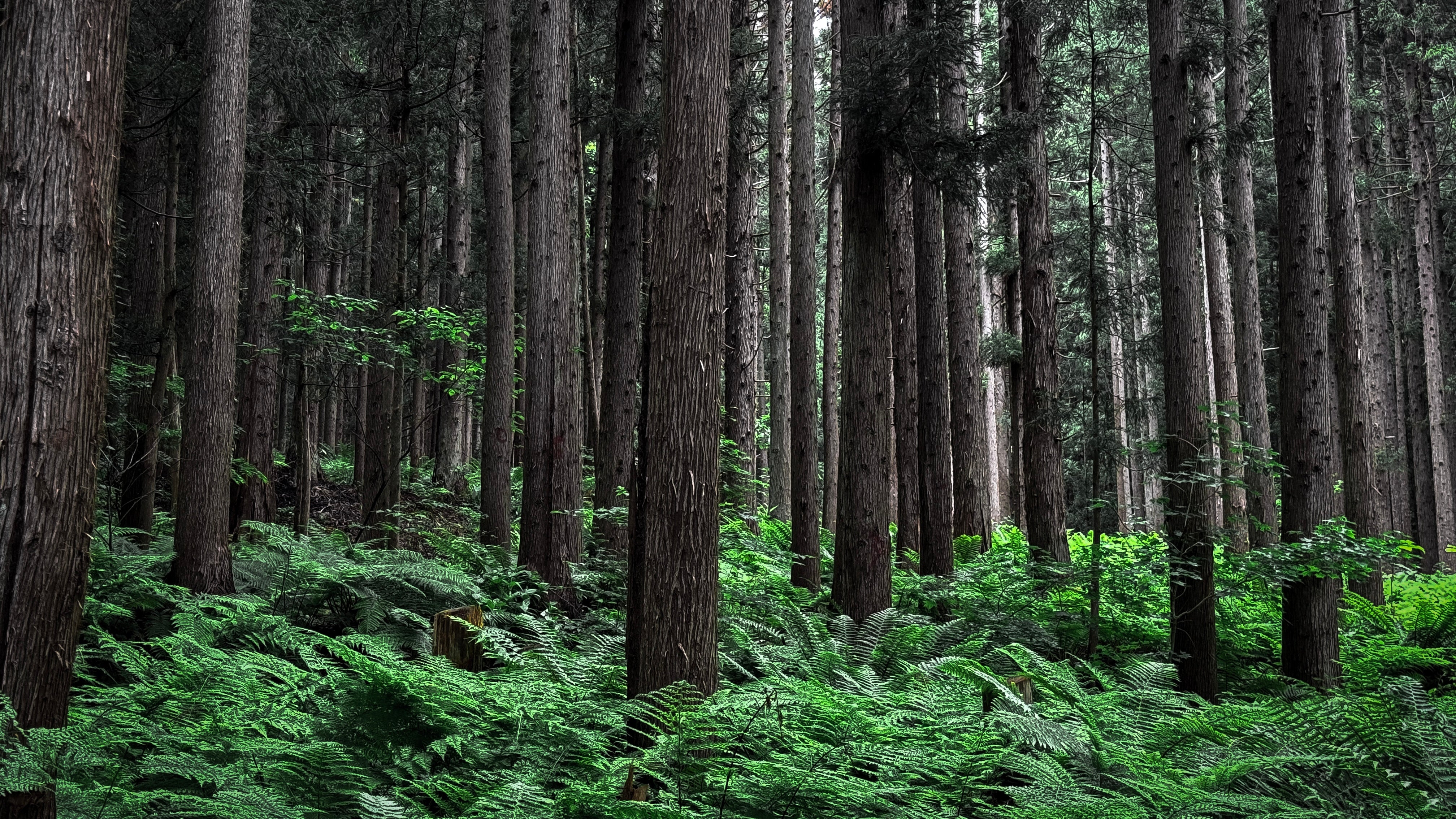 Incense Wood｜日本の香木 – KOBOKU