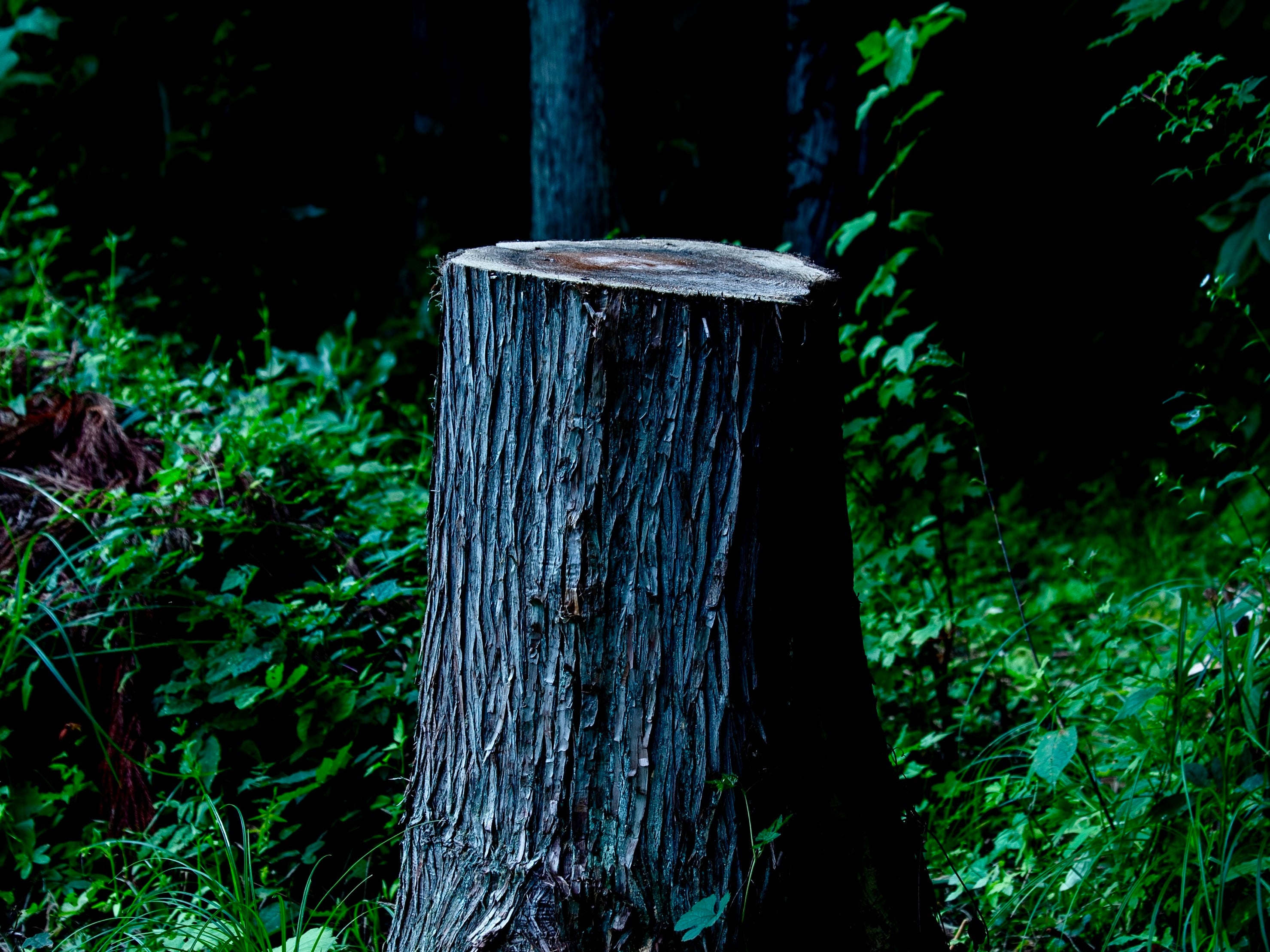 non-alcohol sparkling《杉翳》 – KOBOKU