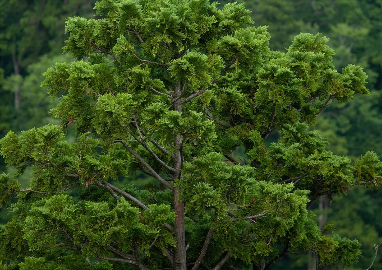 和香木湯 能登檜葉
