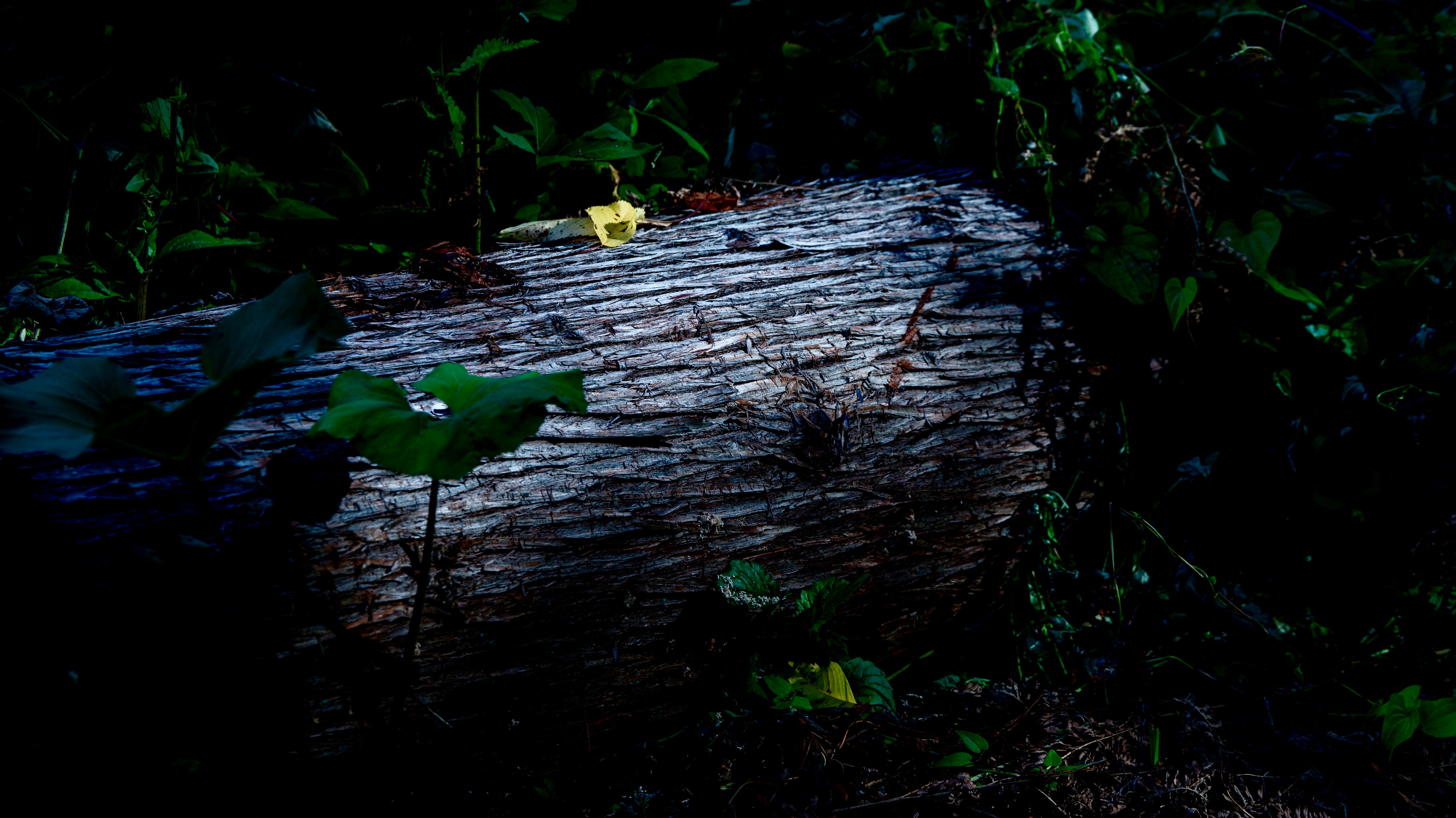 Incense Wood｜日本の香木 – KOBOKU